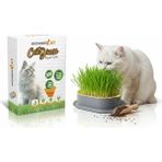 Wondercat Kedi Kulaklı Kedi Otu Mix Karışım Kedi Çimi - Renkli