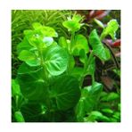 Woof 5 Dal Lysimachia Nummularia Sp Green Canlı Akvaryum Bitkisi