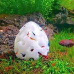 Woof Akvaryum Karides ve Küçük Balık Saklanma,Üreme Mağarası,Saklanma Alanı 8 cm