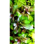 Woof Ludwigia Grandulosa Akvaryum Bitkisi 5 Dal Canlı Bitki
