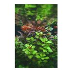 Woof Ludwigia Green 5 Dal Kusursuz Form Akvaryum Bitkisi Canlı Bitki