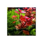 WOOF Ludwigia Mini Süper Red (yeşil Formda) 5 Dal Akvaryum Bitkisi Canlı Bitki