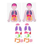 WOONEKY 2 Takım Çocukların insan vücudu öğretim yardımcıları yaratıcı organ modeli DIY organları modeli anatomik poster oyuncak modeller öğretim yardımı insan gövde modeli bulmaca kumaş