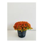 World Of Flowers Nertera Plastik Saksıda Nertera Bitkisi