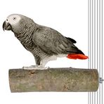X-Perk Ağaç Kütük Papağan Boy 17 cm Çap 5 cm Kuş Tüneği