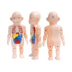 Xinh Çocuk Montessori 3D Bulmaca Insan Vücudu Anatomisi Modeli Eğitim Öğrenme Organ Monte Oyuncak Body Organ Öğretim Aracı Çocuklar Için - Renkli
