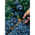 Yaban Mersini Fidanı - 30-60 Cm, 3 Yaşında Saksılı
