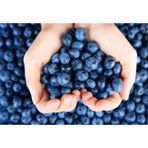 Yaban Mersini Tohumu Blueberry Tohumu 10 Tohum + Saksı + Toprak +