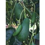 Yabani Avakado Fidanı (4 Yaş 80 Cm)