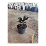 Yades Canlı Calathea Ornata Dua Çiçeği Çizgili Yapraklı Salon Bitkisi Orta Boy