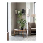 Yades Canlı Salon Bitkisi Schefflera - Büyük Yapraklı Şemsiye Çiçeği 60-80cm
