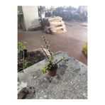 Yades Portulacaria Afra Fil Azığı Sukulent Canlı Bitki - Dekoratif Küçük Yapraklı Yeşim Ağacı Saksıda