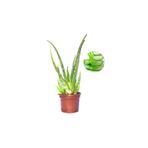 YAFShop Aloevera Bitkisi Fidanı +5 Köklü Saksılı Şifalı Aloe Vera 25-30 cm