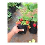 YAĞMUR BOTANİK Çilek Fidesi Yediveren 5 Adet Tüplü