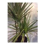 YAĞMUR BOTANİK Dracena Bitkisi Saksılı 60-70 Cm