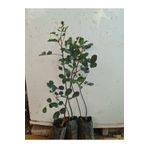 YAĞMUR FİDANCILIK 3 Adet Aşısız Keçiboynuzu Harnup Fidanı-60-70 Cm