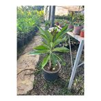 YAĞMUR FİDANCILIK Amerikan Flu Plumeria 40-50 Cm Boy