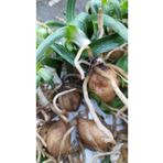 YAĞMUR FİDANCILIK Salep Serapias Fidesi 1 Kg