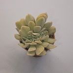 Yağmur Kaktüs Echeveria Secunda Sukulent 5.5 Lik Saksı