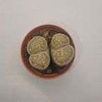Yağmur Kaktüs Lithops Taş Kaktüs 5,5lik Saksı