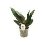YAMAN Çiçeksiz Orkide Fidesi (12 Cm Saksıda)