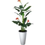 Yapay Ağaç Gala Ağacı Salon Bitkisi 160cm 20 Yaprak kumsal plastık saksıda svm.1070
