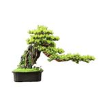 Yapay Ağaçlar Yapay Bonsai Ağacı Seramik Kare Pot Sahte Bitki Süsleri Oturma Odası Giriş TV Dolabı Yapay Bonsai