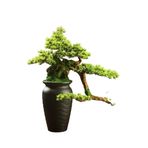 Yapay Ağaçlar Zemin Yapay Bonsai Ağaçları Otel Kulüp Binası Giriş Dekorasyonu Sahte Bitkiler Saksı Bitkileri Yapay Bonsai