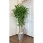 YAPAY BAMBU AĞACI 180CM METAL SAKSIDA YOĞUN YAPRAKLI 7 DALLI
