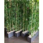 Yapay Bambu Uygulama, 180 cm Boy, 100x20x20 cm Antrasit Saksı, 10 Çubuklu