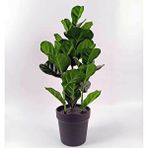 Yapay Bitki Ficus Lyrata Yeşil
