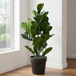 Yapay Bitki Ficus Lyrata Yeşil