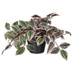 Yapay bitki, yeşil, 12 cm, Tradesceantia, iç/dış mekan