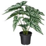 Yapay bitki, yeşil, 15 cm, Cercestis mirabilis, iç/dış mekan