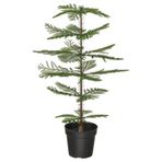 Yapay bitki, yeşil, 15 cm, Norfolk Adası çamı, iç/dış mekan