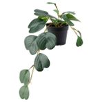 Yapay bitki, yeşil, 9 cm, iç/dış mekan