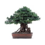 Yapay Bonsai Ağacı Simülasyon Bonsai Sahte Yeşil Bitkiler Saksı Otel Yüksek Dereceli Mobilyalar Ofis Çalışma Çin Dekoratif Süsler Sahte Bitkiler