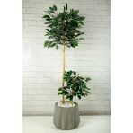 Yapay Çiçek Dekoratif Beton Saksıda Starlight Benjamin Ağacı Bambu Gövdeli Salon Ev Bitki 105 Cm