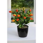 Yapay Çiçek Deposu Siyah Saksılı Yapay Mini Kamkat Ağacı 30 cm