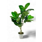 Yapay Çiçek Kauçuk Ağacı 85Cm Salon Çiçeği Beyaz Saksılı Yapay Bitki