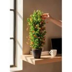 Yapay Çiçek Siyah Saksıda Turuncu Lotuslu Yeşil Şimşir Ağacı 70*30Cm