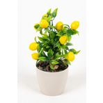 YAPAY ÇİÇEKÇİNİZ Beyaz Plastik Saksıda Bambu Gövdeli Limon Ağacı 25 Cm