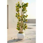 Yapay Limon Bambu Ağacı - Beyaz Küre Saksılı 100 cm