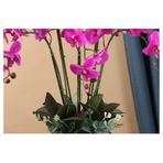 Yapay Phalaenopsis Çiçek Bitki Aranjmanı Seramik Saksılı Sahte Orkide Bonsai Ev Dekoru için Güzel Turuncu Yapay Çiçekler ve Vazolar Yatak Odası, Salon ve Yemek Odası için İdeal