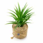 Yapay Tillandsia Lonantha Maxima Bitkisi, Nazarlıklı Jüt Saksı, 10x20 cm, 1 Adet