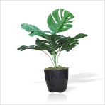 Yapay Uzun 40 Cm Cimli Saksili Monstera Deliciosa Deve Tabani Kaucuk Cicegi Bitkisi Agaci Yapragi