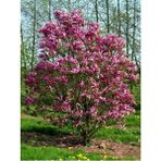 Yaprak Döken Manolya Pembe Çiçekli Magnolia Liliiflora Susan 120 cm Saksıda