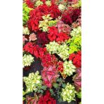 Yaprak Güzeli Fidanı 2 Adet 10-20 Cm