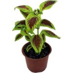 Yaprak Güzeli Fidanı Scarlet Coleus 10-20 cm