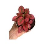 Yaprak Güzeli Fittonia Kırmızı Puantiyeli 10-20 Cm